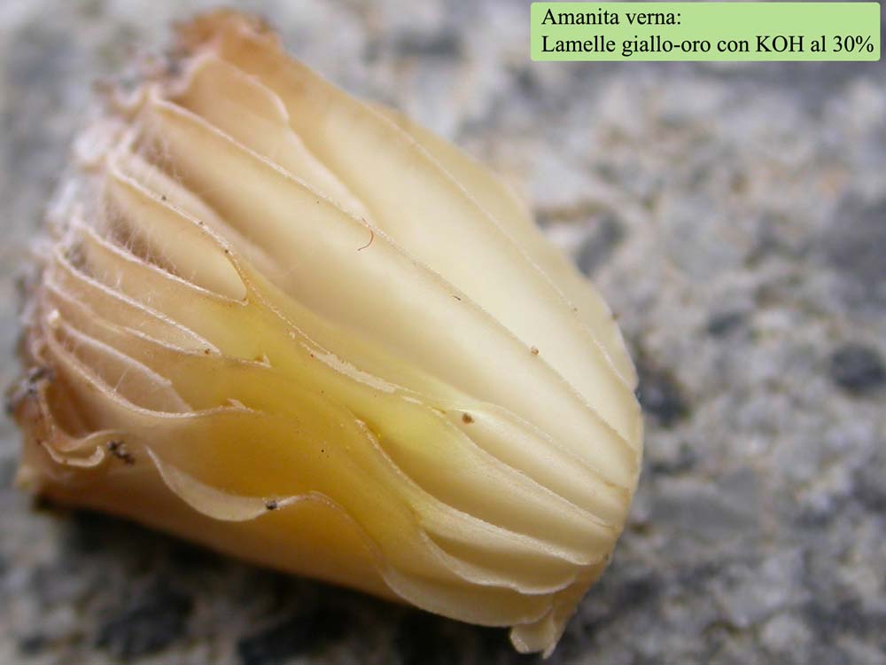 Amanita verna